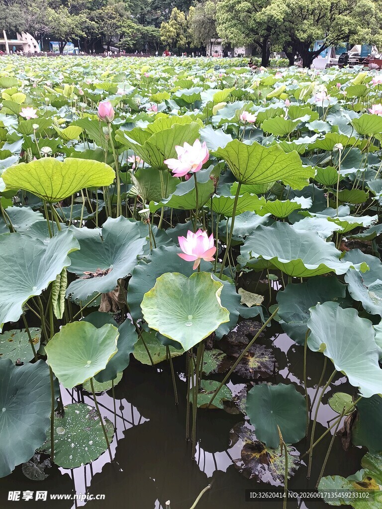 夏日荷塘荷花荷叶美景