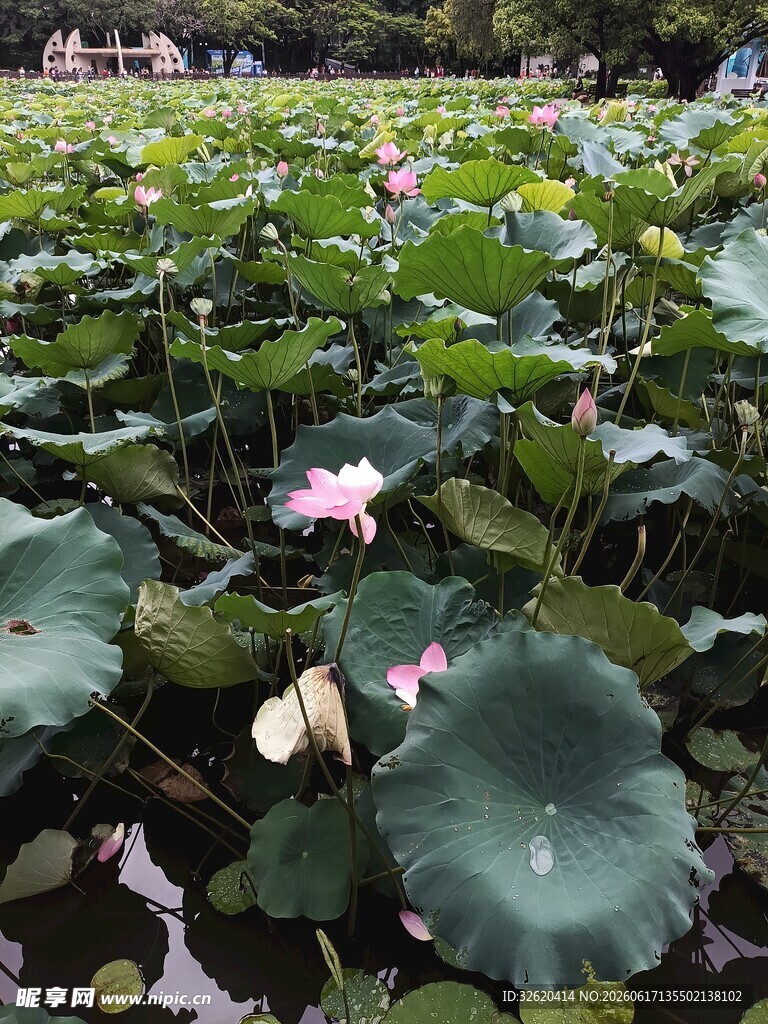 夏日荷塘绽放的粉嫩荷花