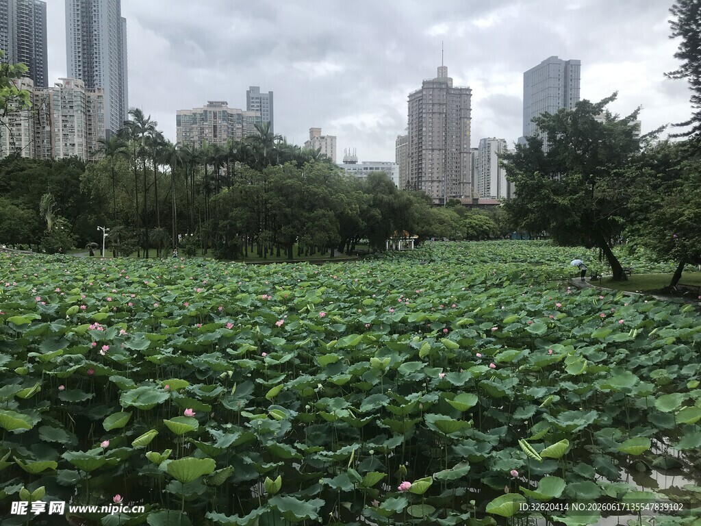 城市中的葱郁荷塘景观