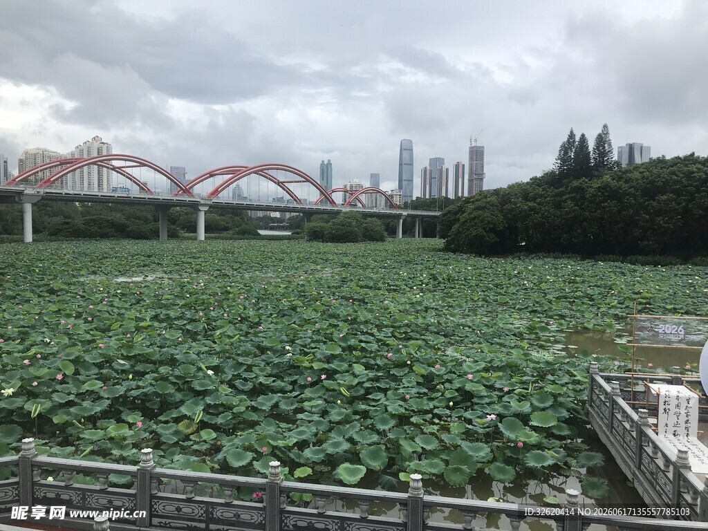 城市边的荷塘景观