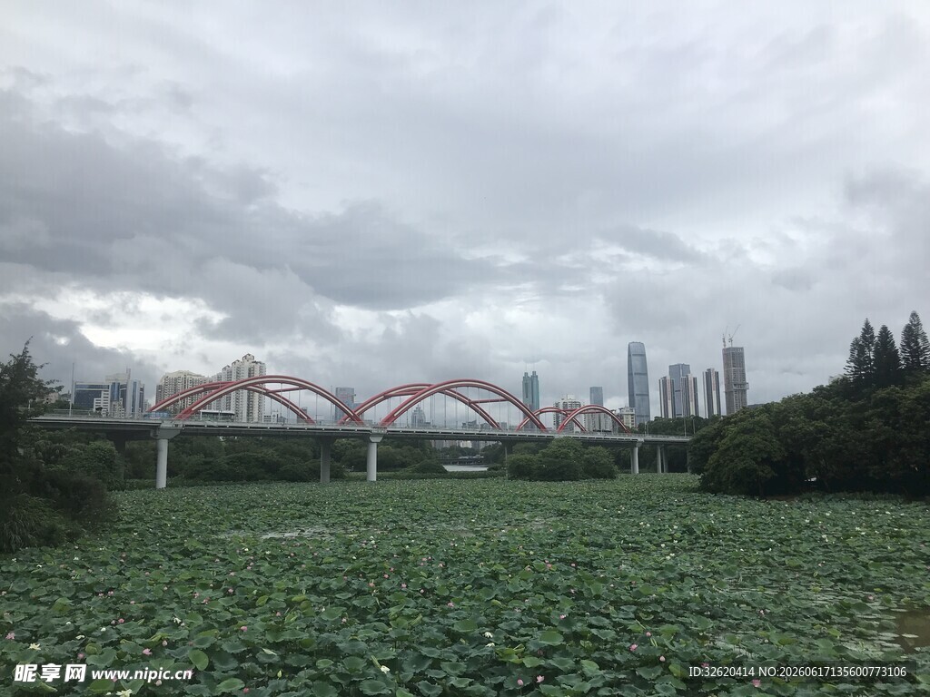 荷塘上的城市桥梁景观
