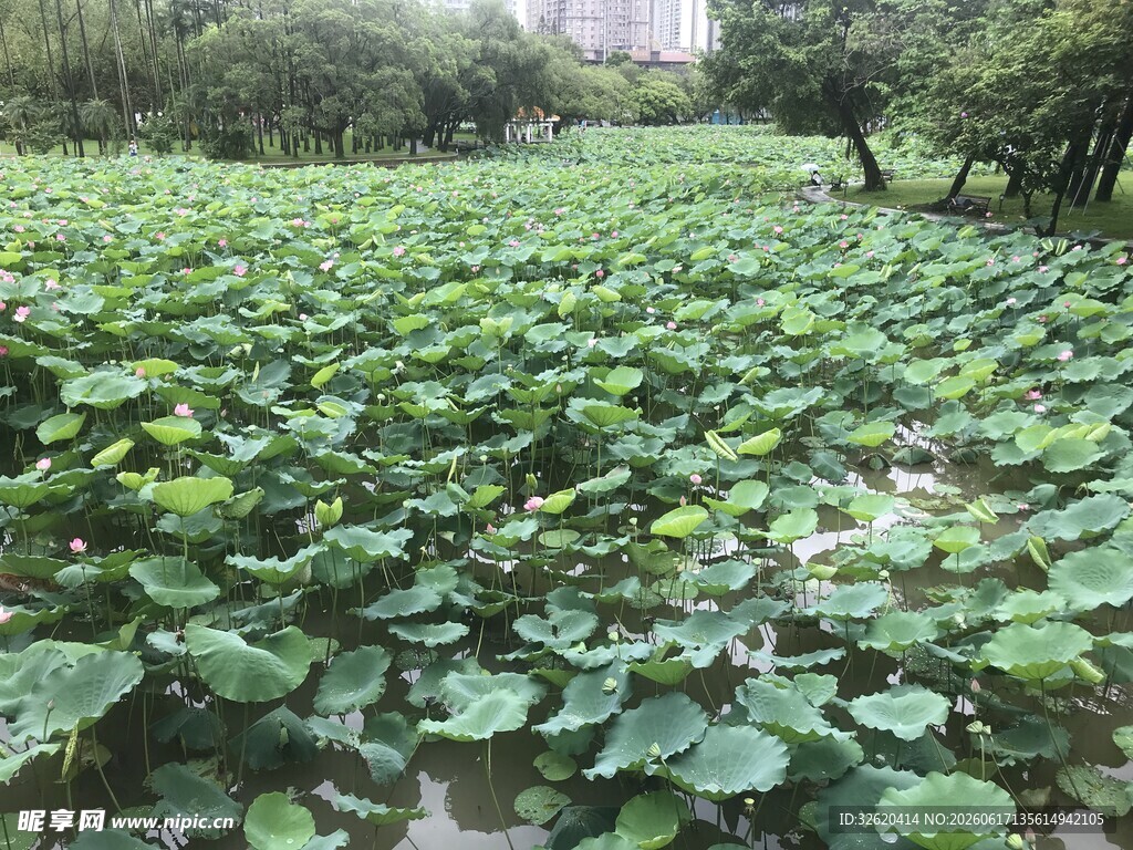 荷塘绿意盎然的自然景致