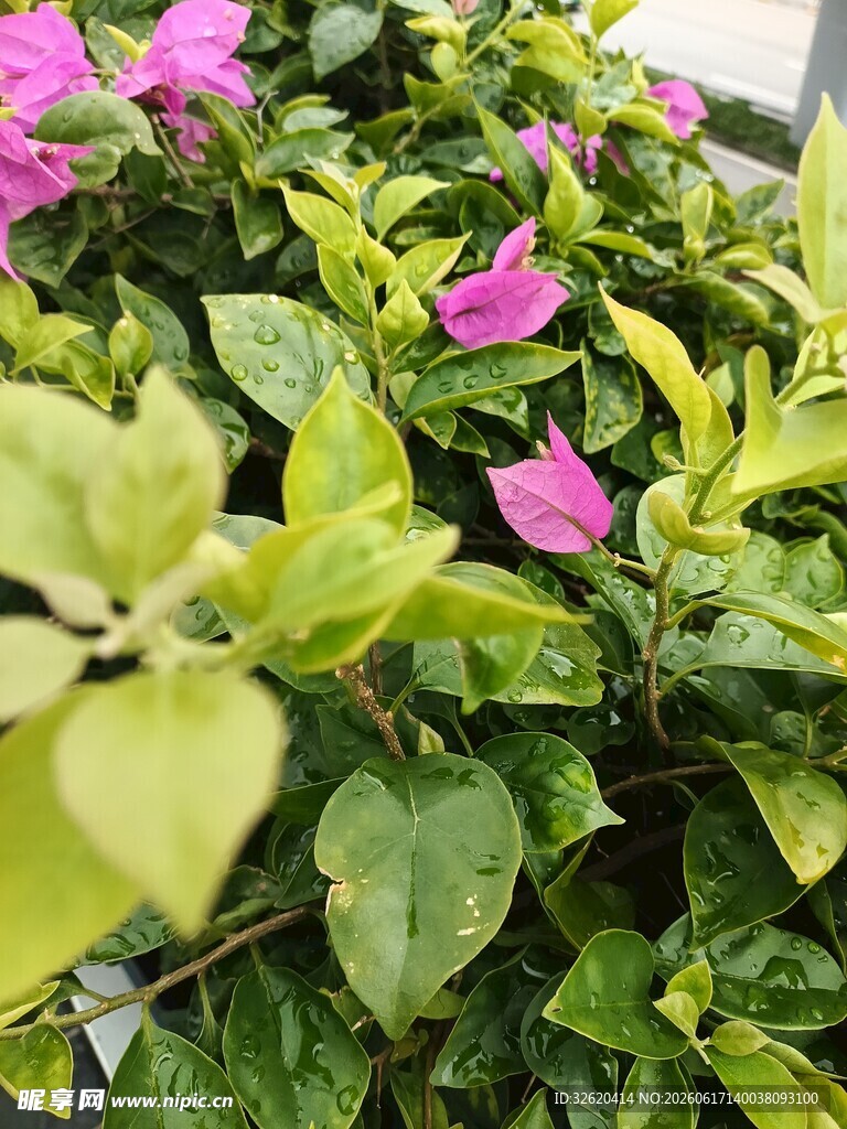 三角梅