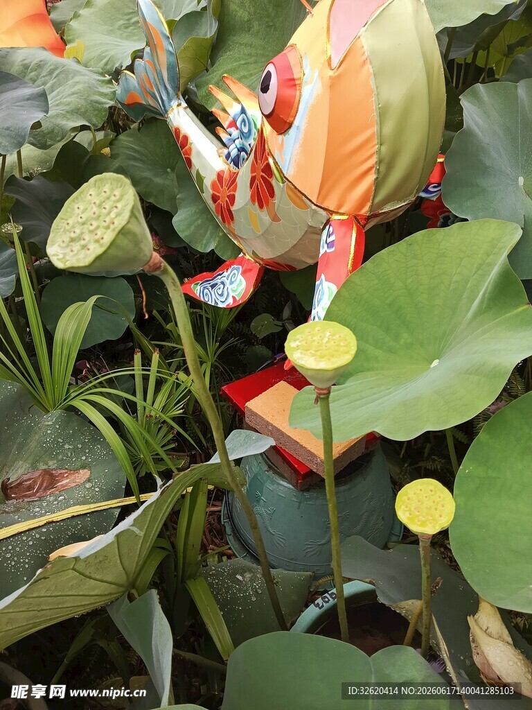 荷叶