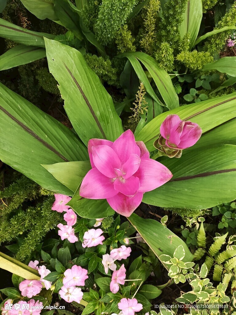 娇艳粉花绽放于绿植间