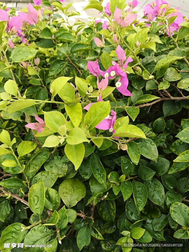 三角梅