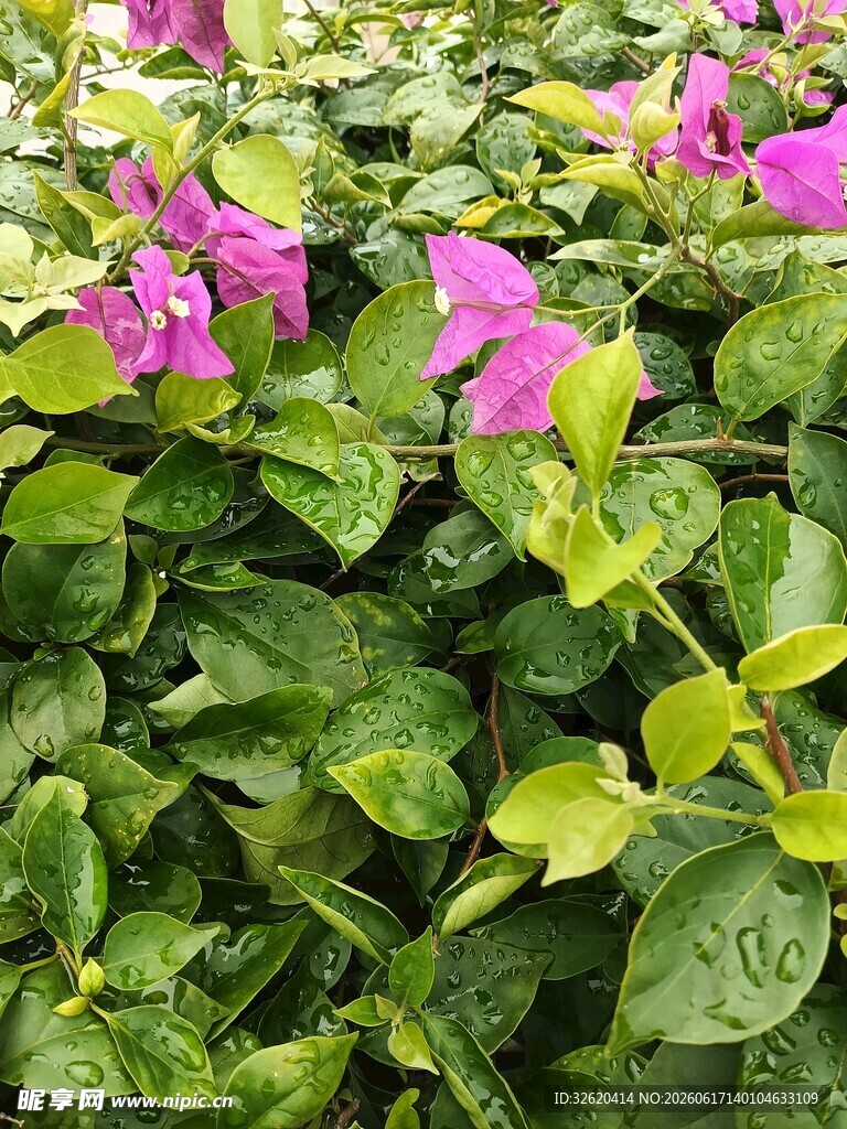 三角梅