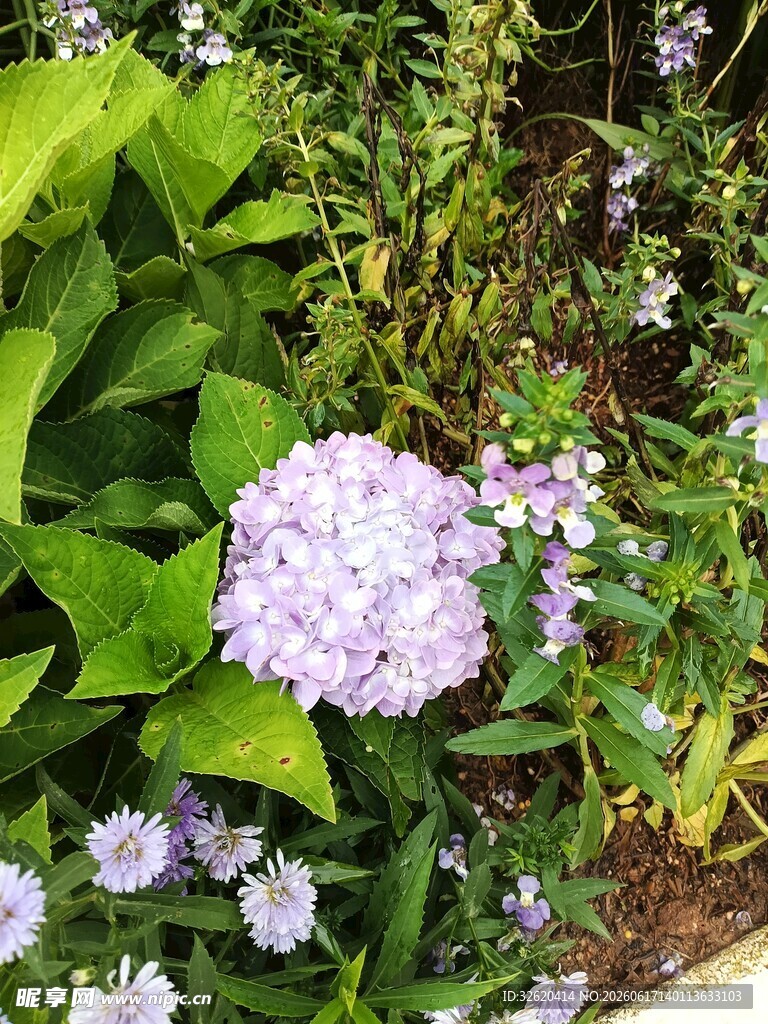 紫色花卉绽放于绿叶间
