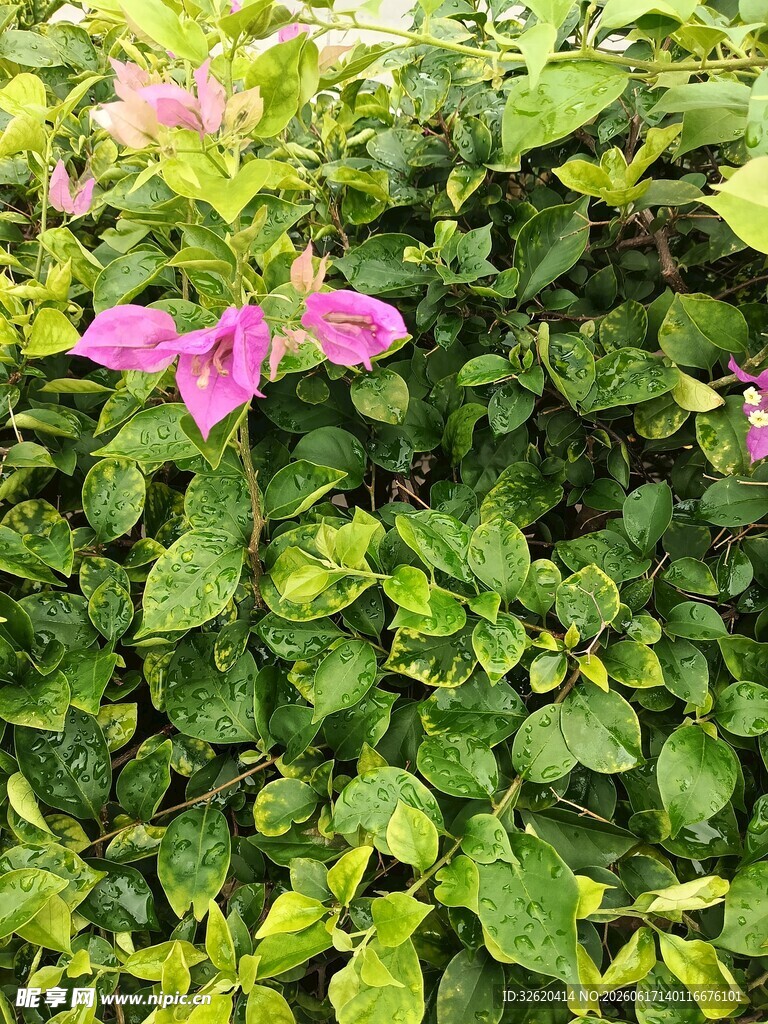 三角梅