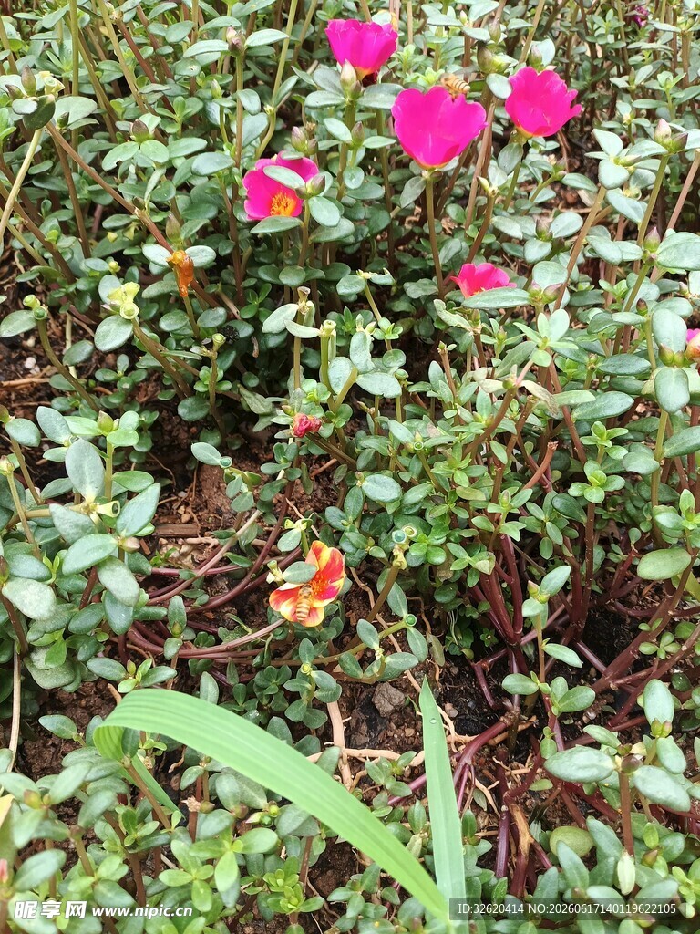 绽放的多彩蔷薇花丛