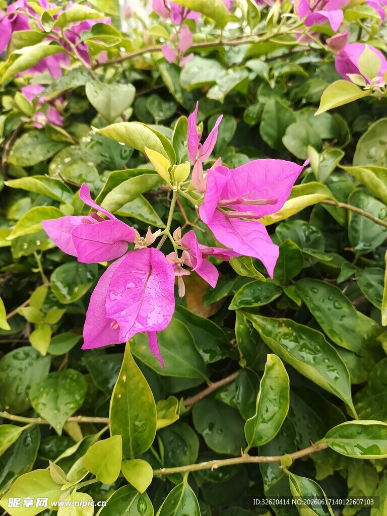 三角梅
