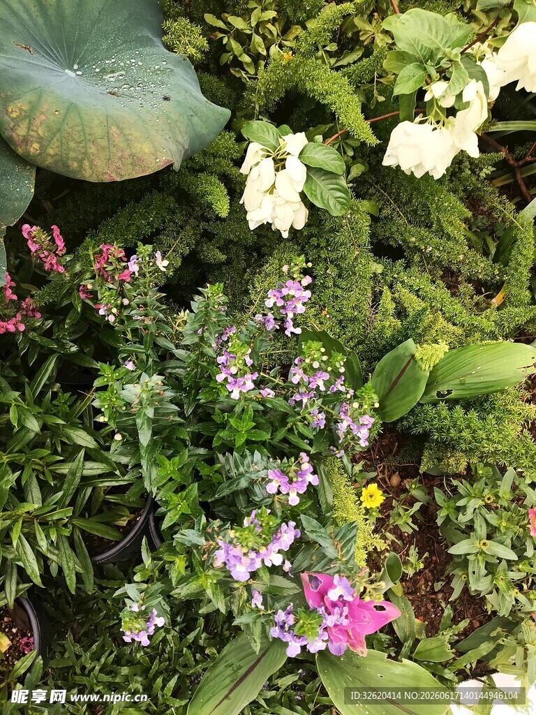 多彩花卉绿植景观