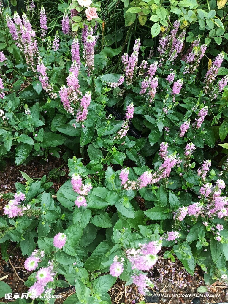 粉色花朵绿植景观