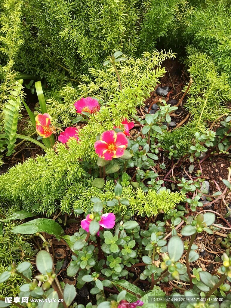 花园中绽放的多彩花卉