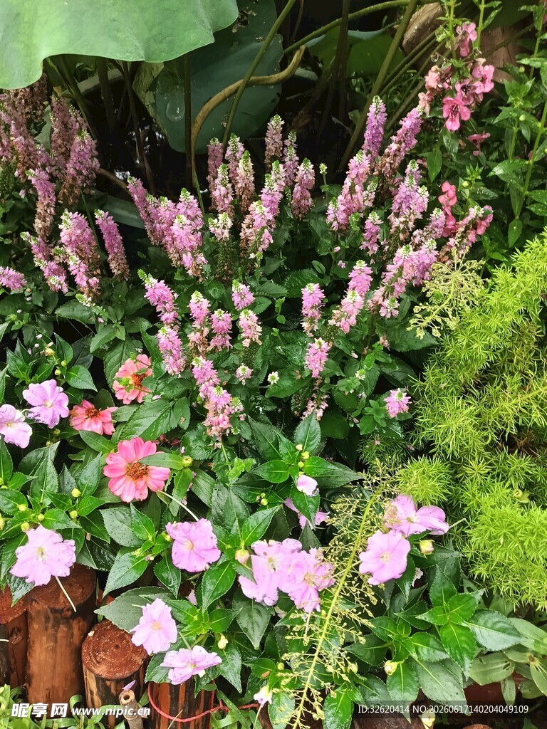 粉色花丛绿意相伴美景