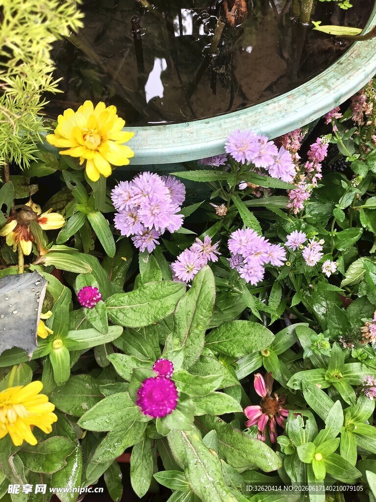 多彩花卉装点的生机小景