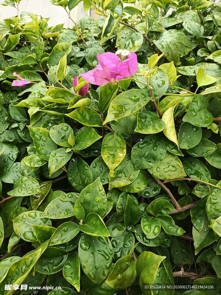三角梅