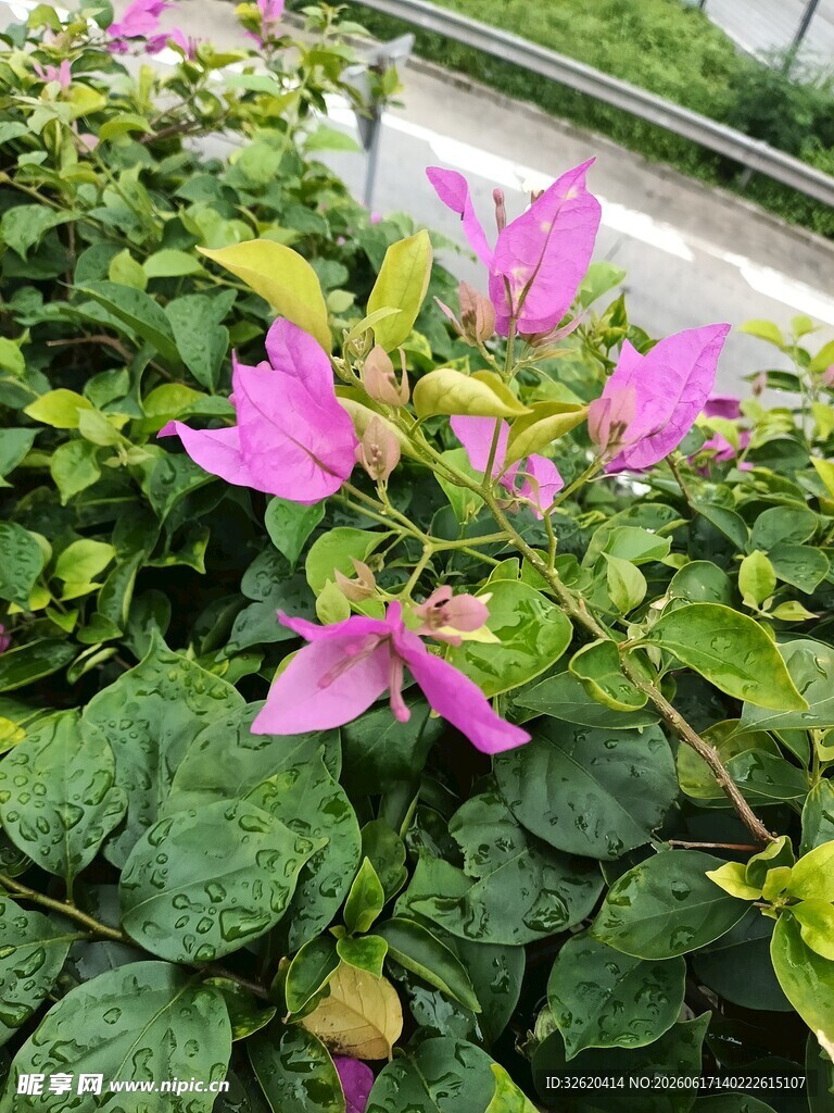 三角梅