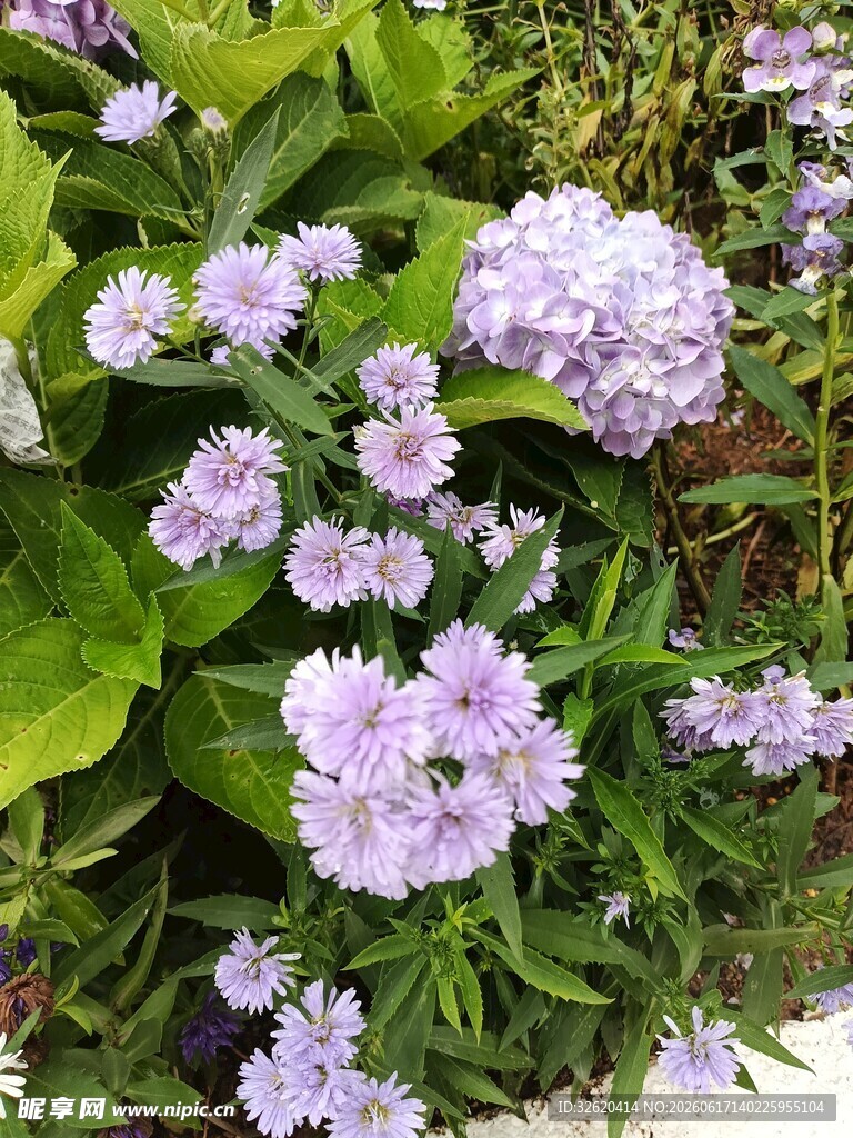 淡紫色小花绽放绿叶间