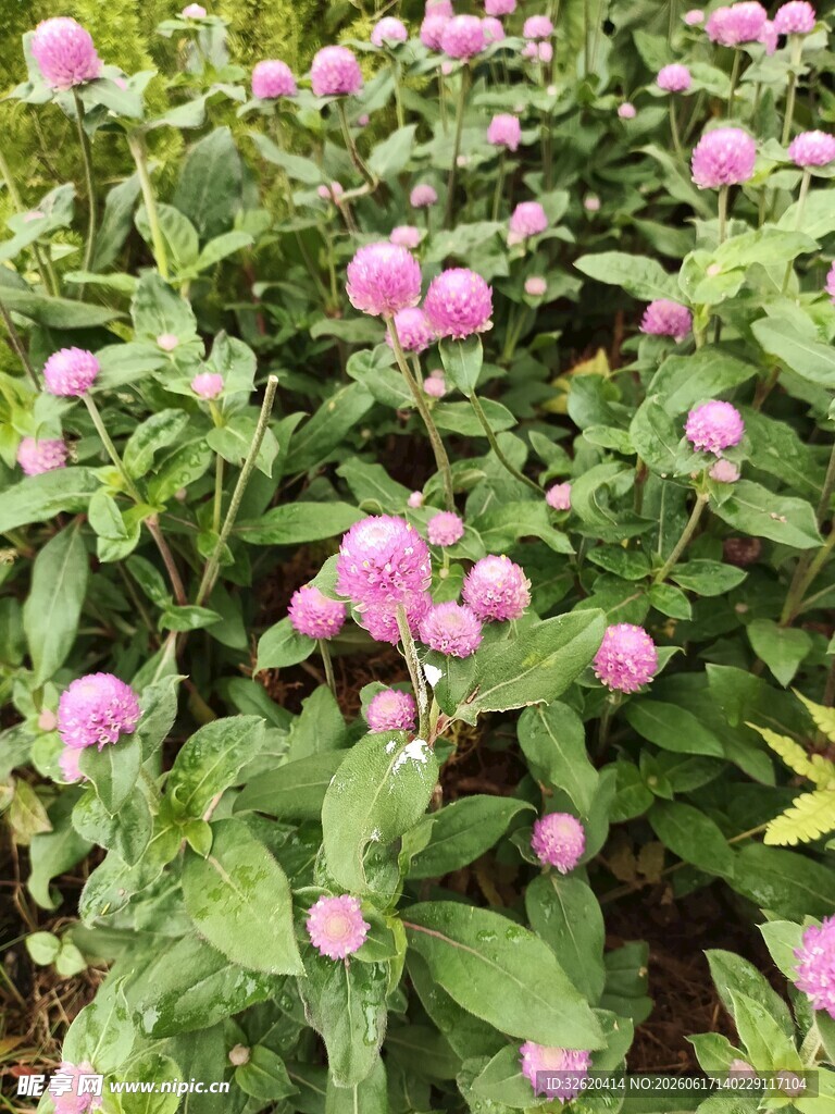 粉色花朵绿叶植物景观