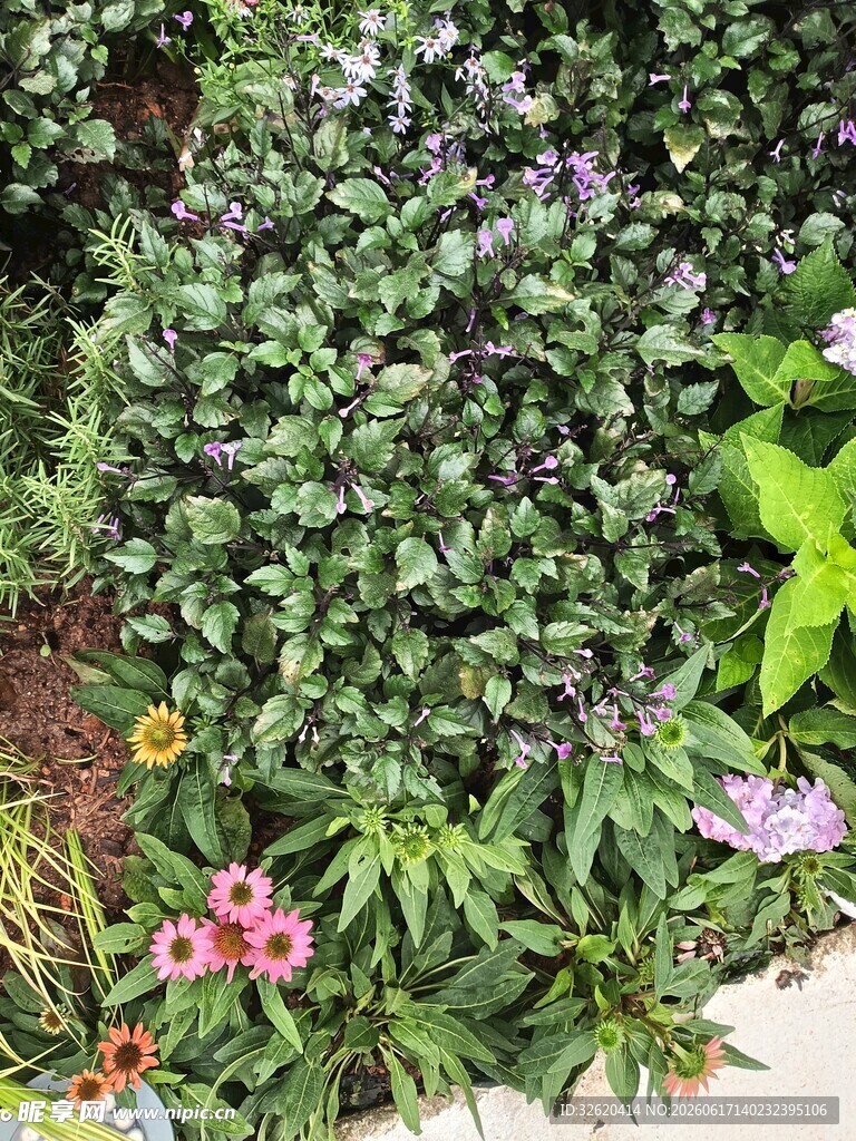多彩花卉绿植景观