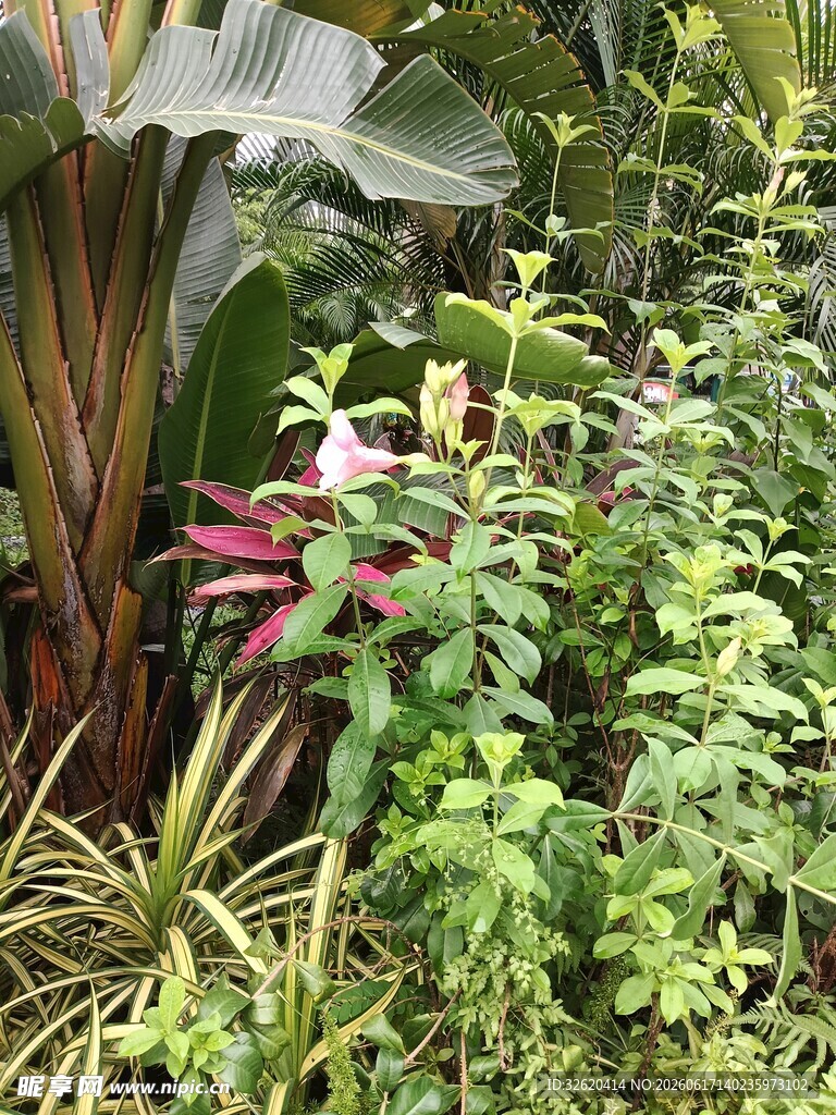 多样绿植营造自然景致