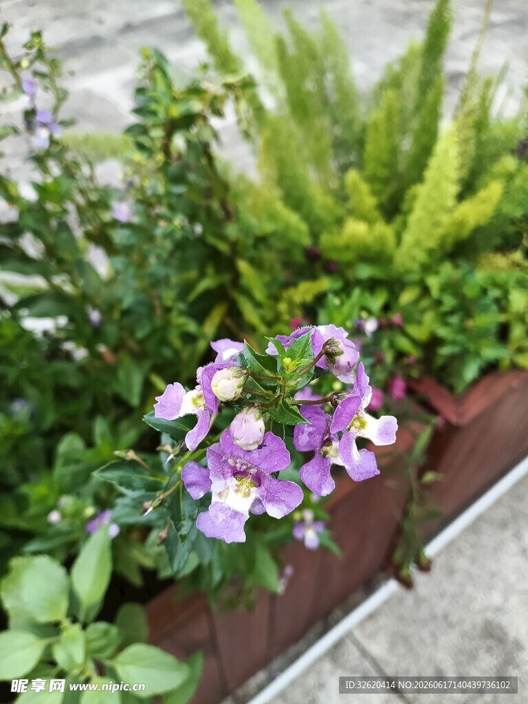 紫色小花绽放于绿植间