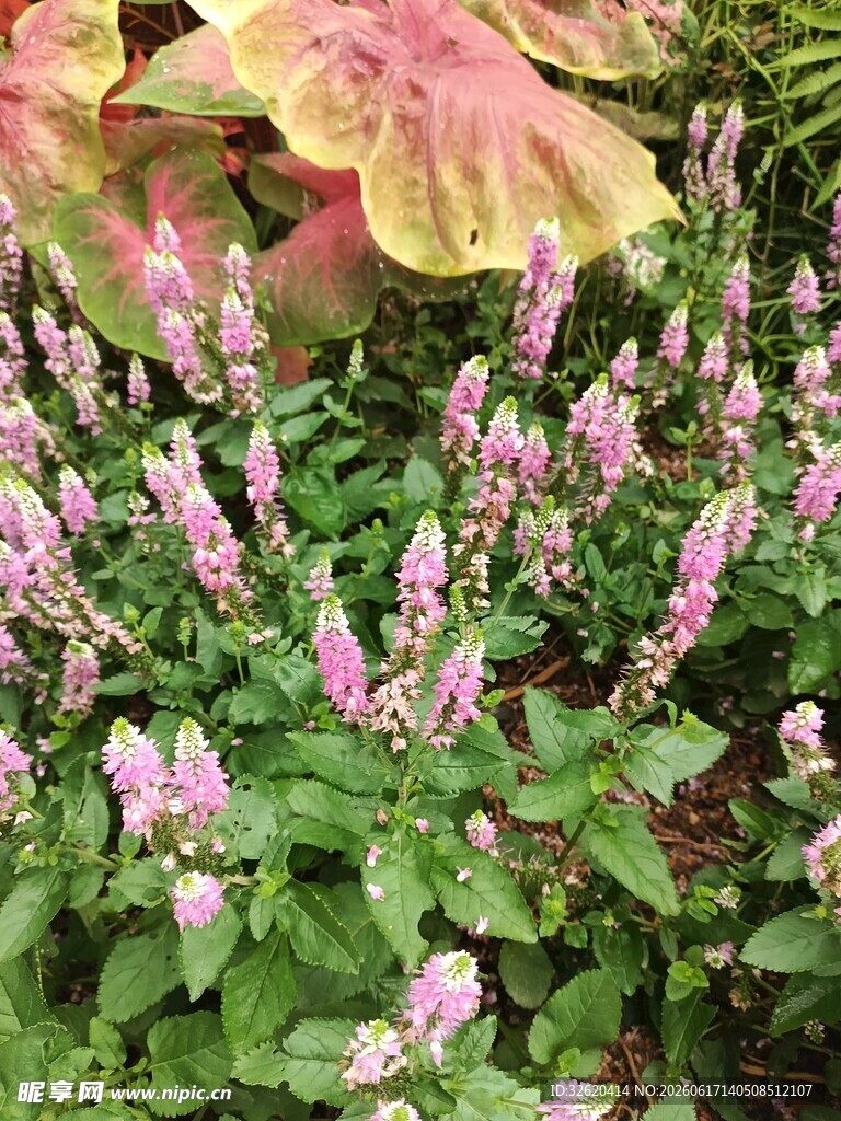 多彩花卉绿植景观
