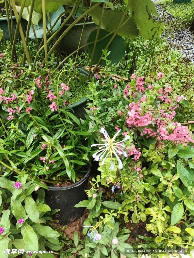 多彩盆栽花卉