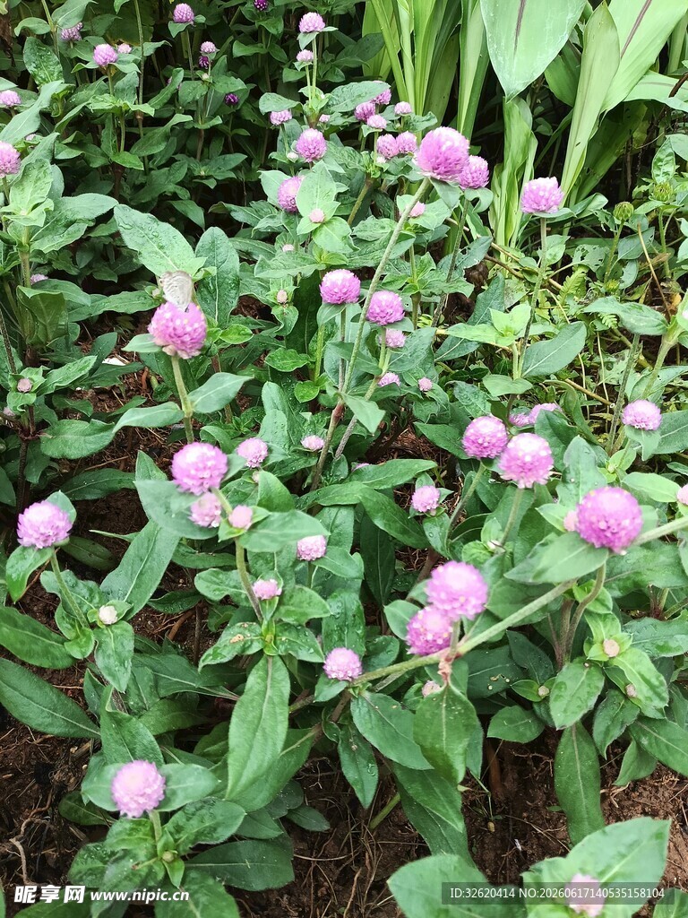 粉色花朵绿植景观