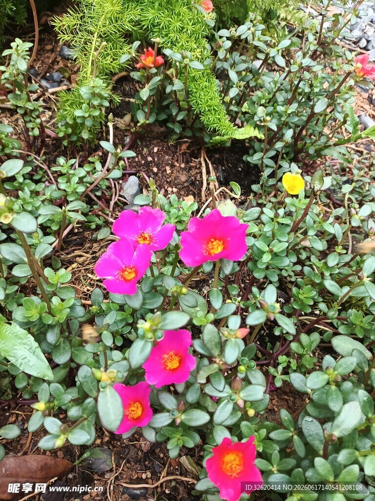 多彩花朵绽放于绿植间