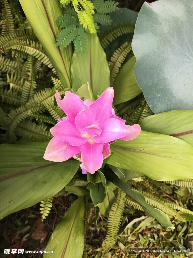 娇艳粉色花朵绽放绿叶间