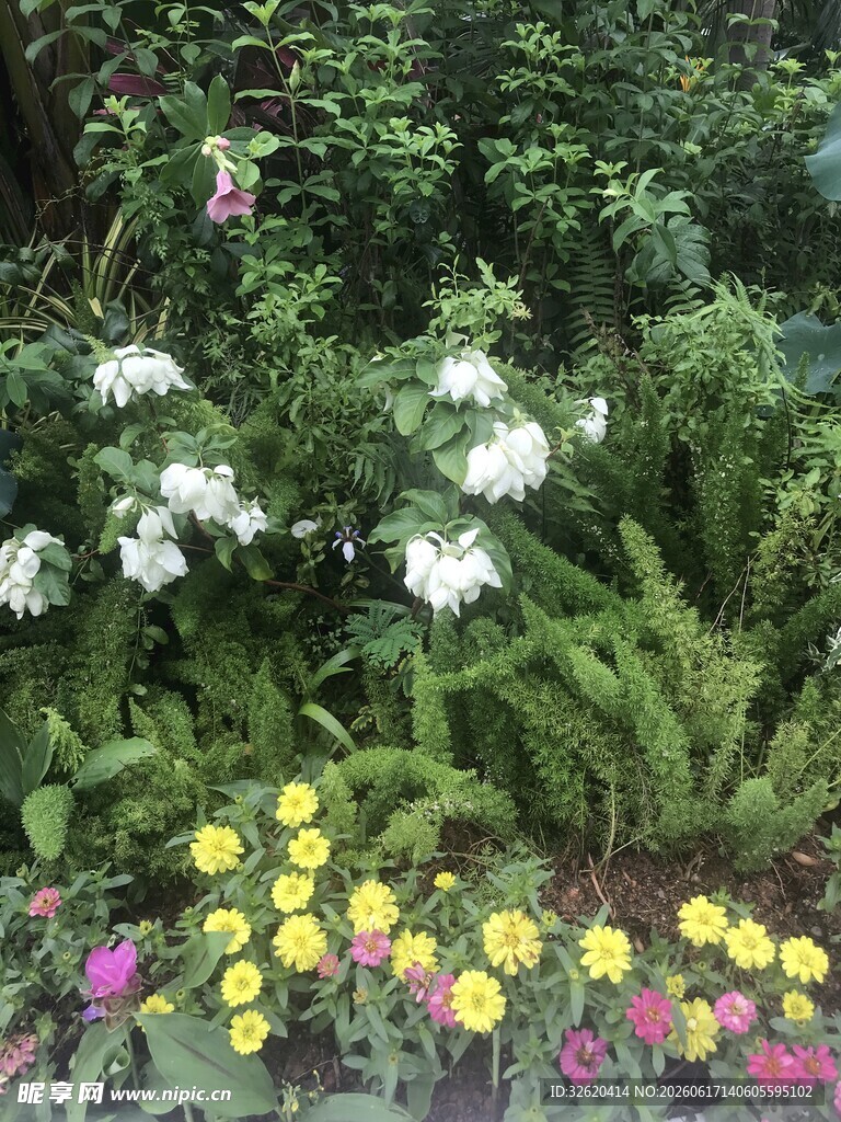 多彩花卉装点绿意花园