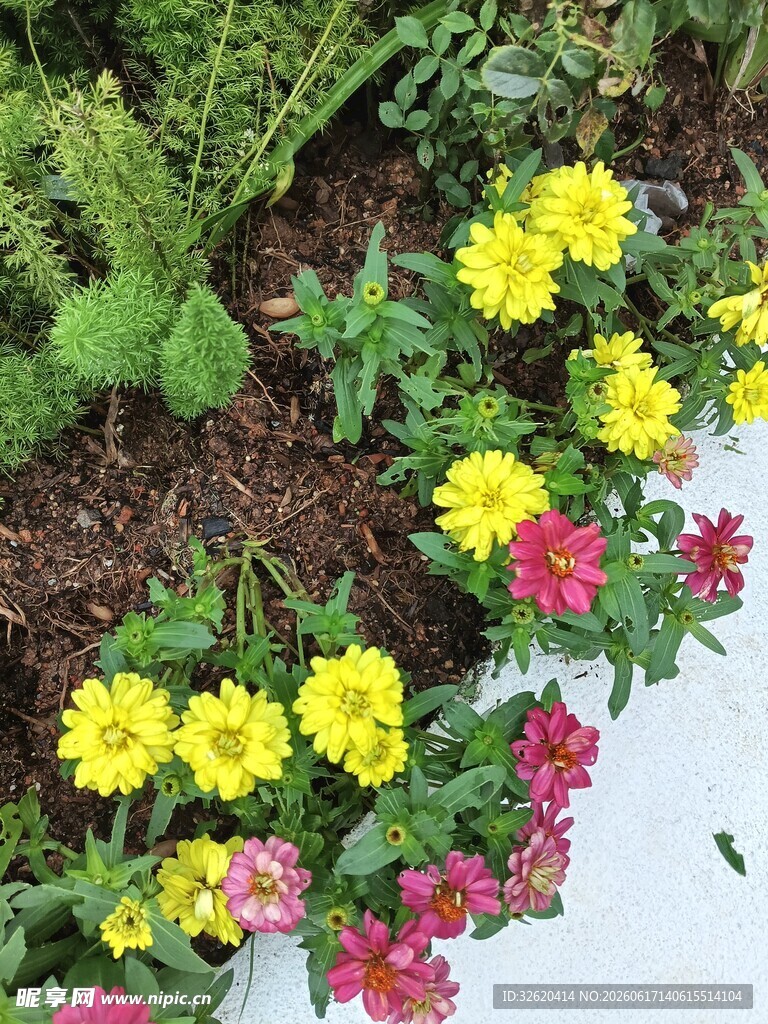 多彩花卉装点花园角落