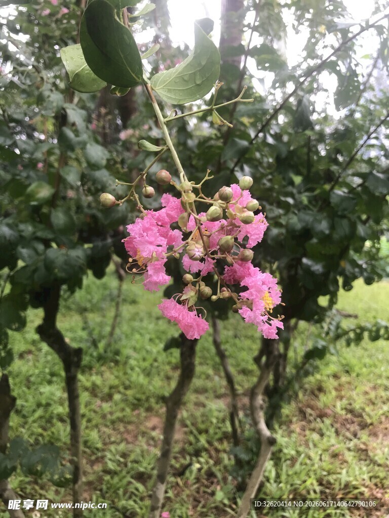 娇艳紫薇花绽放于林间