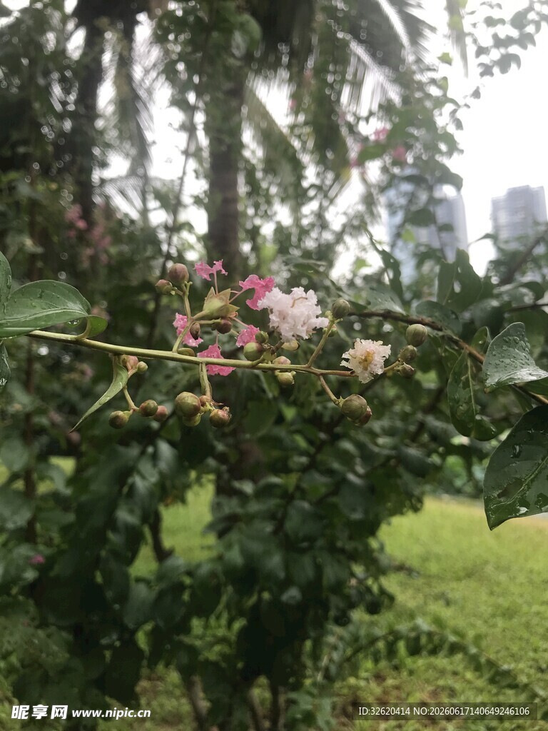 绿叶丛中绽放的娇艳花朵