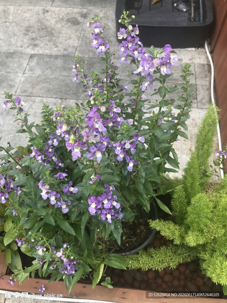 紫色小花盆栽