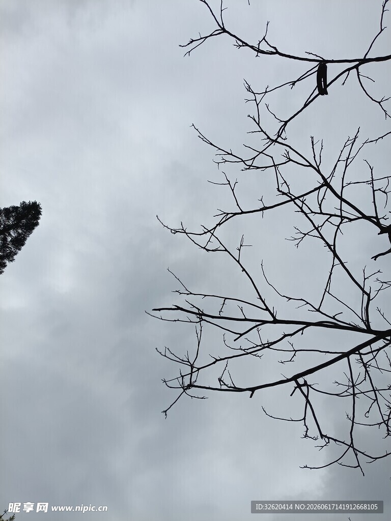 天空与树枝