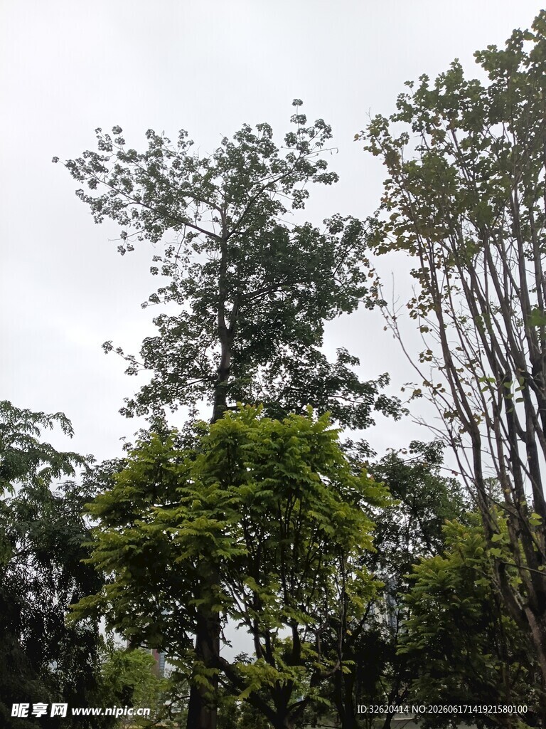 茂密树林中的多样树木