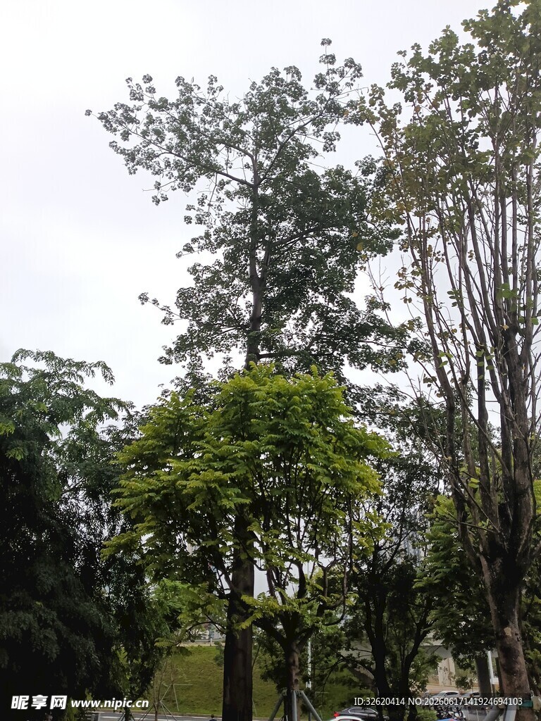 户外茂密树林景观