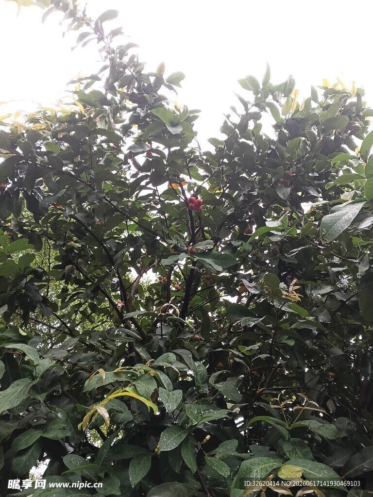 枝叶繁茂的绿植景观