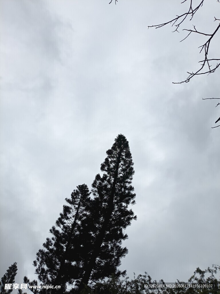 高耸松树与阴沉天空
