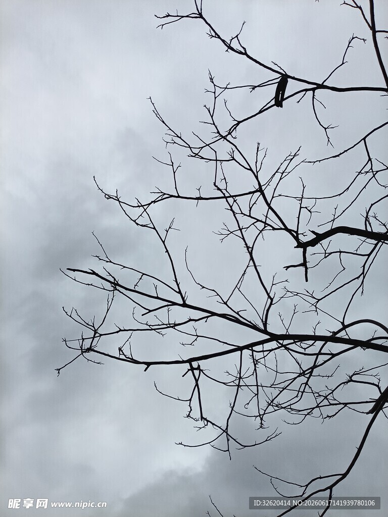 枝头孤鸟