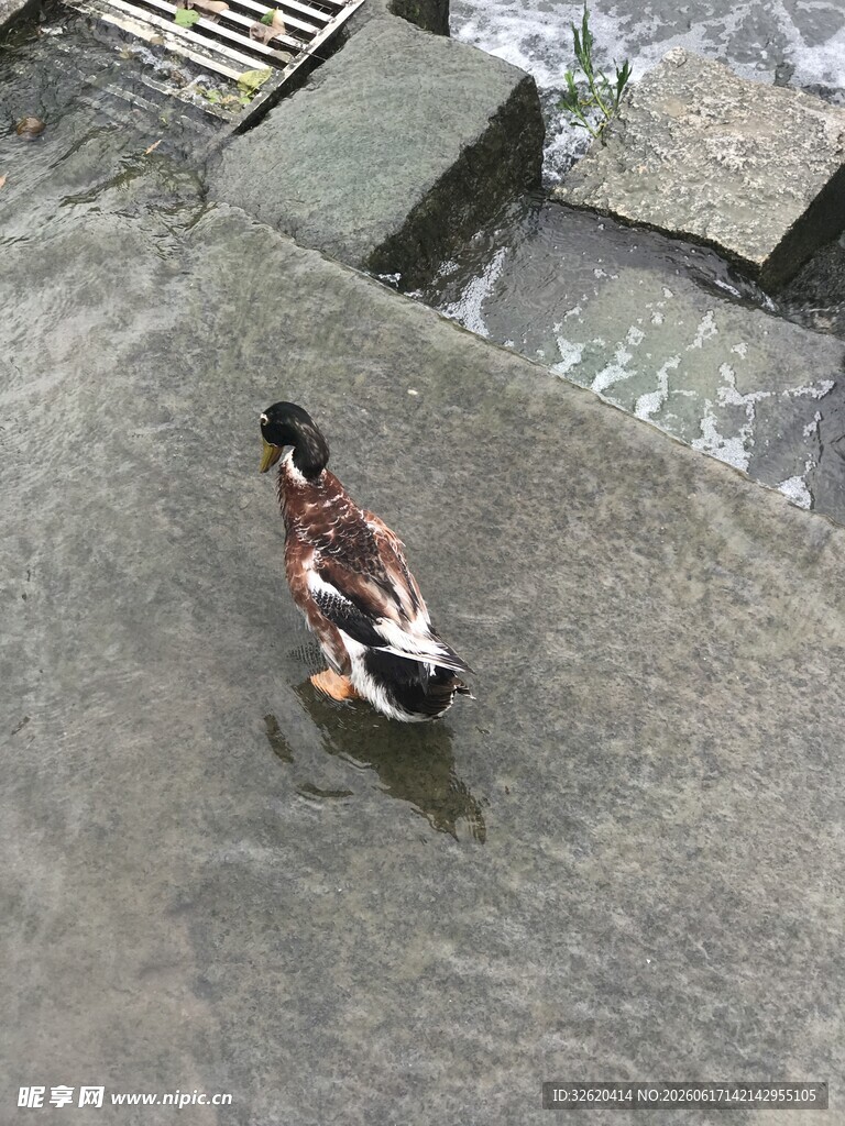 水中漫步的鸭子