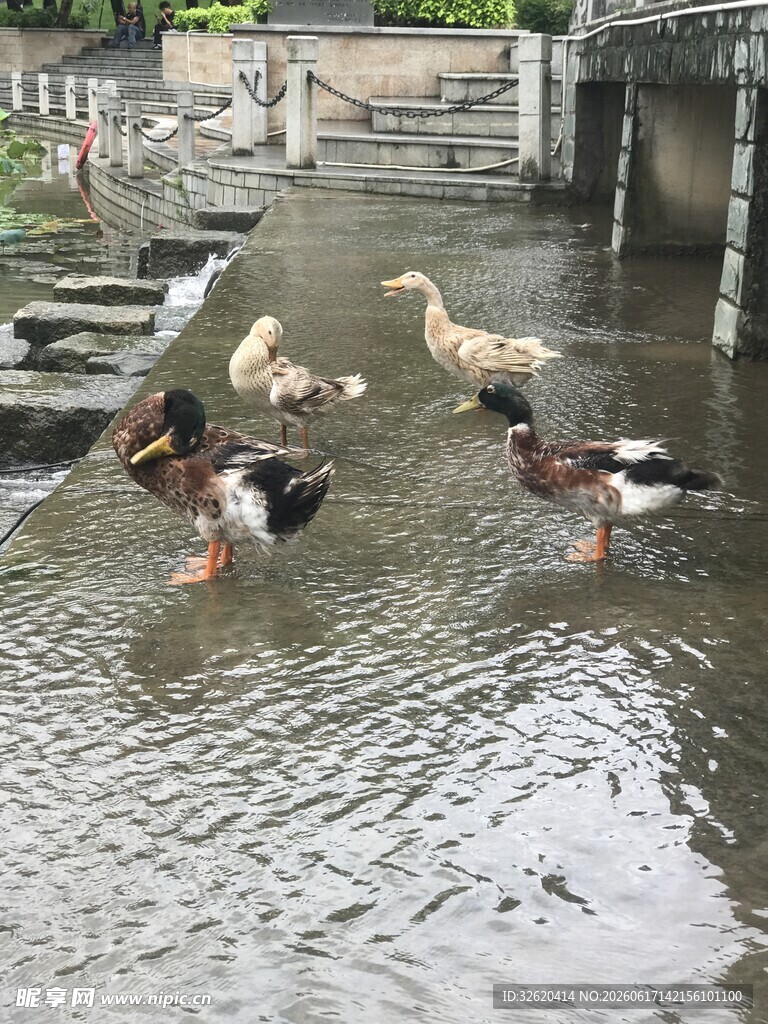 水中嬉戏的一群鸭子