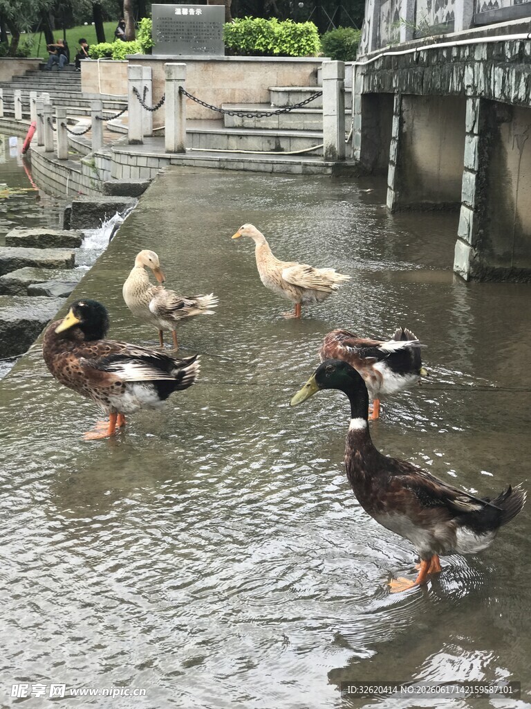 鸭子