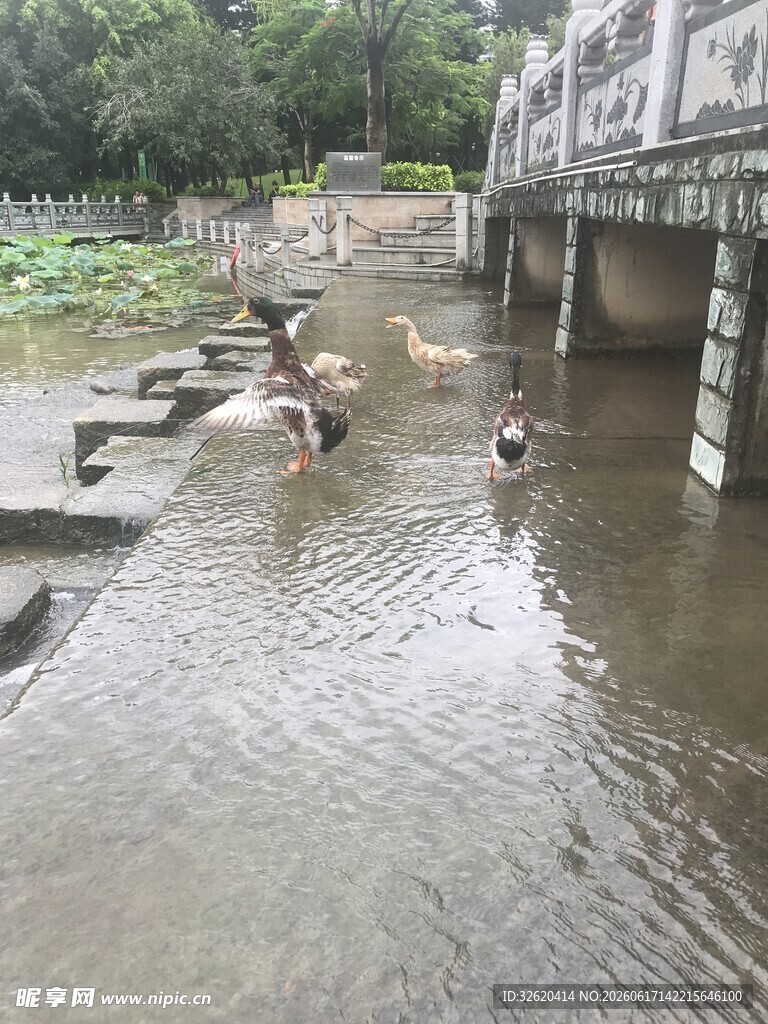鸭子