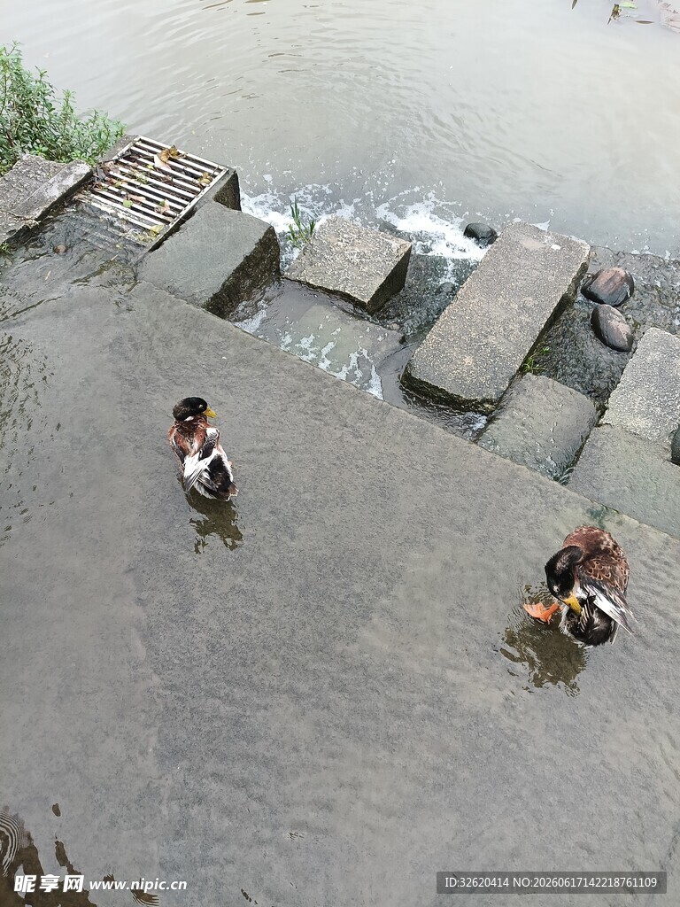 鸭子