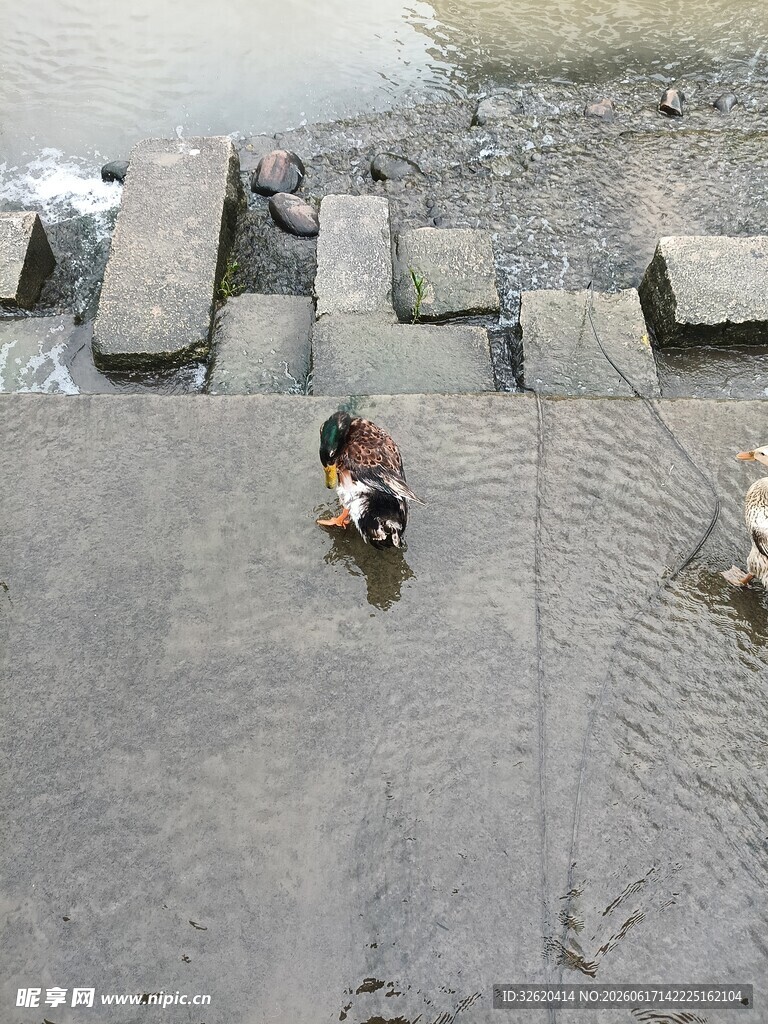 鸭子