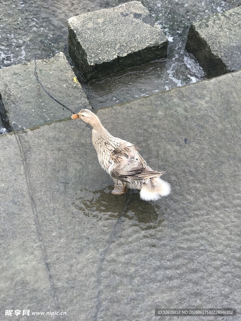 水边漫步的鸭子